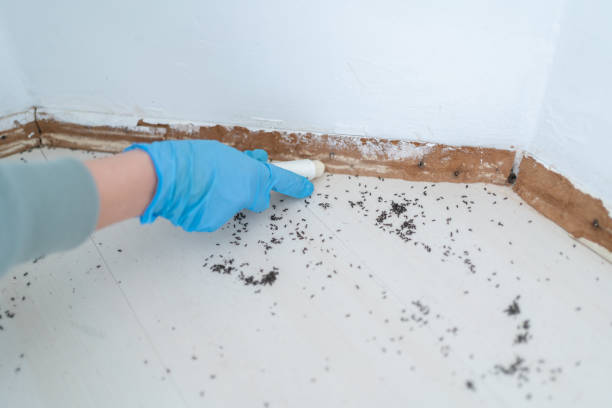 Best Ant Control Services  in Raymond, WI